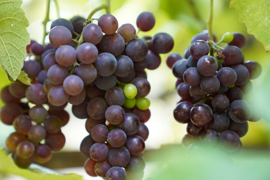 A detailed close-up of ripe purple grapes hanging on the vine in a sunny vineyard.